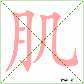 肌字写法 肌的笔顺