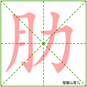 肋字写法 肋的笔顺