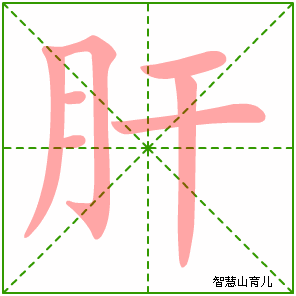 肝字写法 肝的笔顺