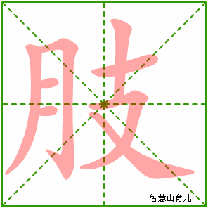 肢的笔顺