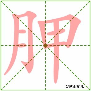 胛的笔顺