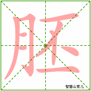 胚字写法 胚的笔顺