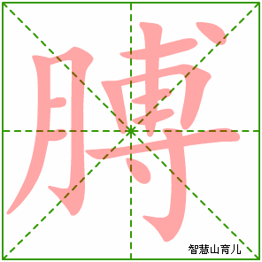 膊字写法 膊的笔顺