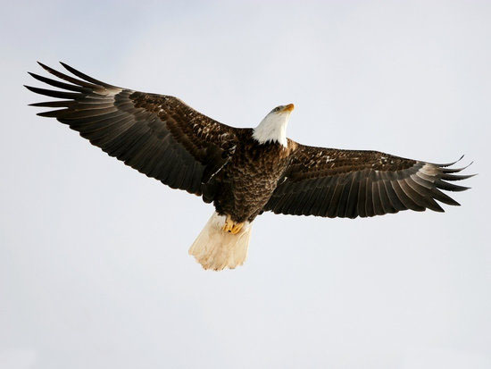 微信关注智慧山,查询笔顺更简单!