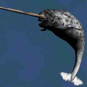 narwhal