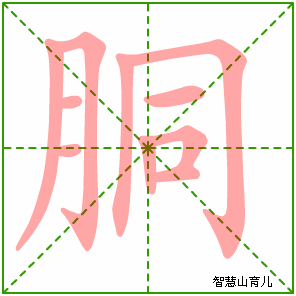 胴的笔顺拼音及解释